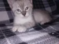 Simba 