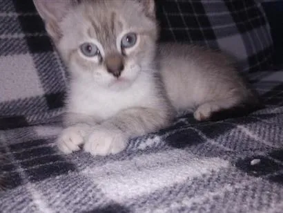 Gato raça SRD-ViraLata idade Abaixo de 2 meses nome Simba 