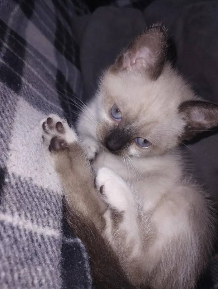 Gato raça SRD-ViraLata idade Abaixo de 2 meses nome Chloe 