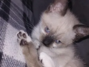 Gato raça SRD-ViraLata idade Abaixo de 2 meses nome Chloe 