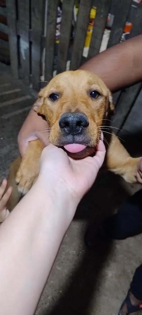 Cachorro raça SRD-ViraLata idade 7 a 11 meses nome Leão