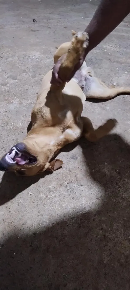 Cachorro raça SRD-ViraLata idade 7 a 11 meses nome Leão