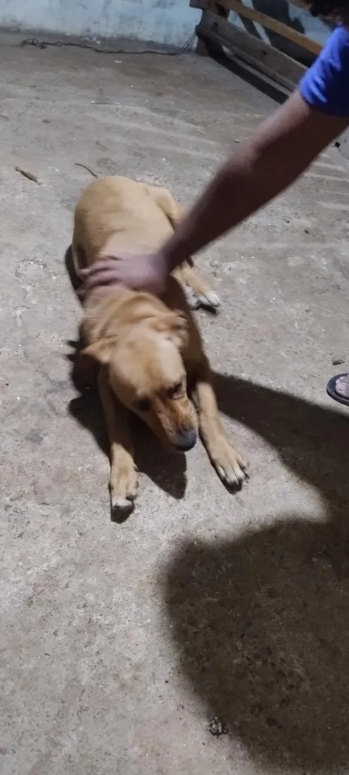 Cachorro raça SRD-ViraLata idade 7 a 11 meses nome Leão