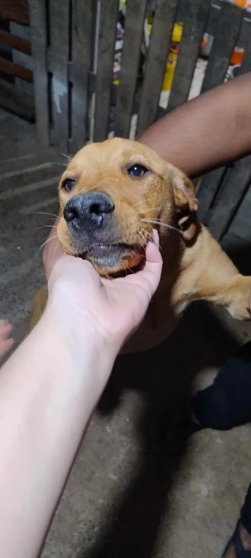 Cachorro raça SRD-ViraLata idade 7 a 11 meses nome Leão
