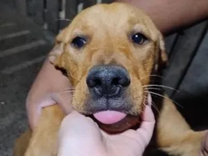 Cachorro raça SRD-ViraLata idade 7 a 11 meses nome Leão