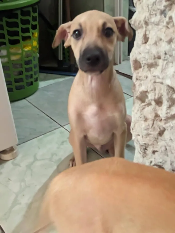 Cachorro raça SRD-ViraLata idade 2 a 6 meses nome loiro