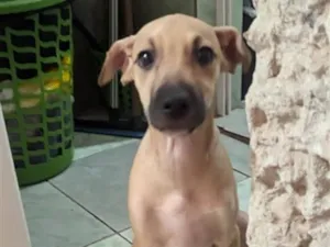 Cachorro raça SRD-ViraLata idade 2 a 6 meses nome loiro