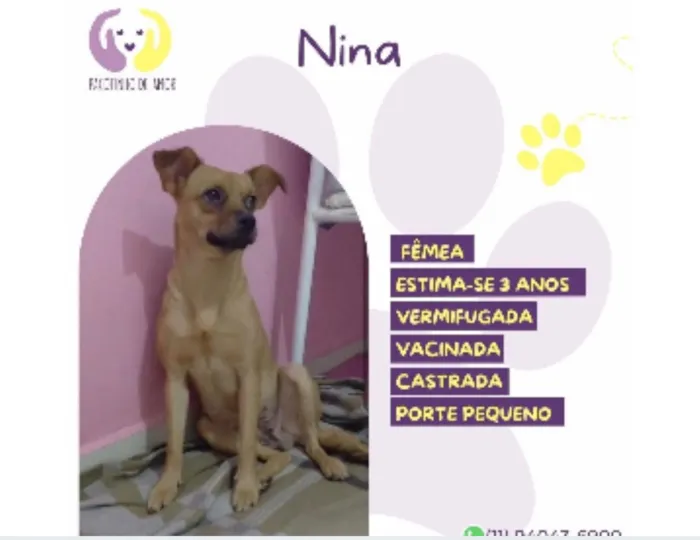 Cachorro raça SRD-ViraLata idade 3 anos nome Nina