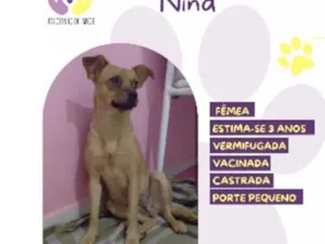 Cachorro raça SRD-ViraLata idade 3 anos nome Nina