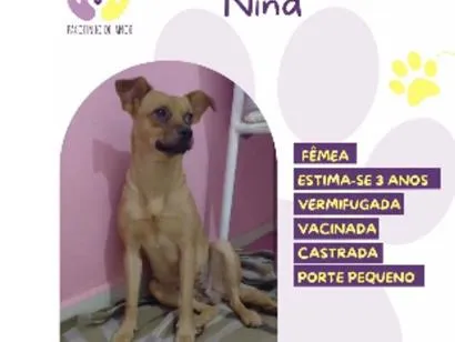 Cachorro raça SRD-ViraLata idade 3 anos nome Nina
