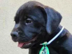Cachorro raça SRD-ViraLata idade 2 a 6 meses nome Rocky
