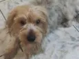 Bob