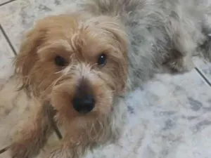Cachorro raça Poodle idade 2 anos nome Bob
