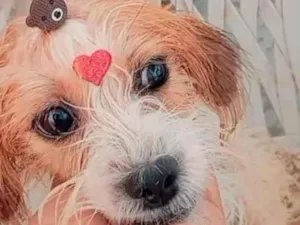 Cachorro raça Poodle idade 2 a 6 meses nome mya 