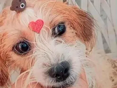 Cachorro raça Poodle idade 2 a 6 meses nome mya 