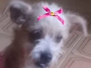 Cachorro raça SRD-ViraLata idade 1 ano nome Mel