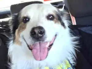Cachorro raça SRD-ViraLata idade 1 ano nome Bob