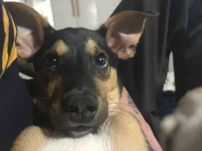 Cachorro raça SRD-ViraLata idade 2 a 6 meses nome Spike