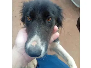 Cachorro raça SRD-ViraLata idade 1 ano nome chamamos de Nina