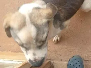 Cachorro raça Fila idade 2 a 6 meses nome Chamamos de Duck