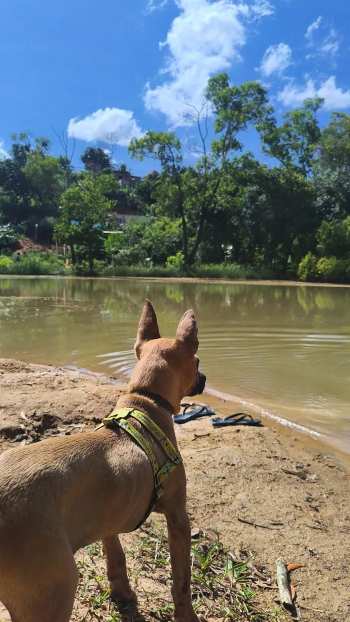 Cachorro raça SRD-ViraLata idade 7 a 11 meses nome Dexter