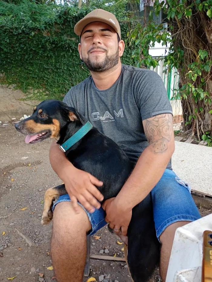 Cachorro raça SRD-ViraLata idade 3 anos nome Luke