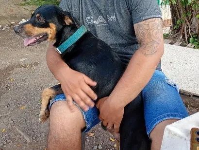 Cachorro raça SRD-ViraLata idade 3 anos nome Luke