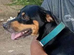 Cachorro raça SRD-ViraLata idade 3 anos nome Luke