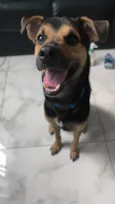Alfredo