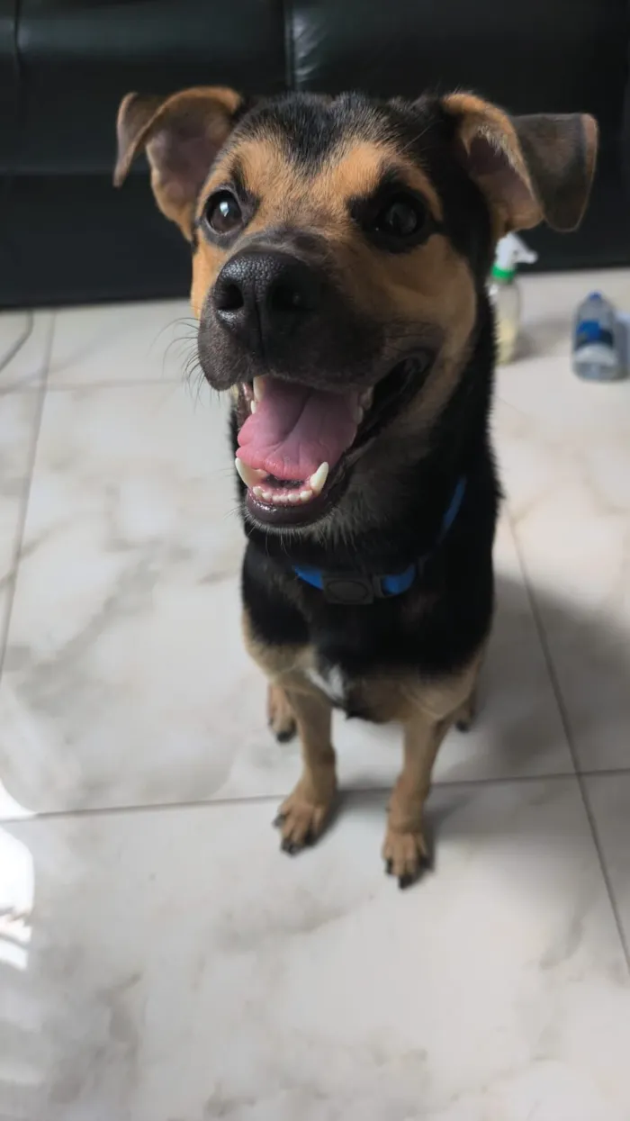 Cachorro raça SRD-ViraLata idade 1 ano nome Alfredo