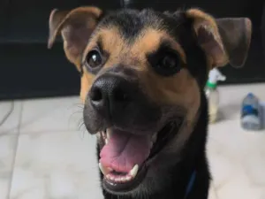 Cachorro raça SRD-ViraLata idade 1 ano nome Alfredo