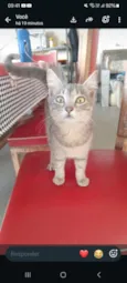 deconhecido
