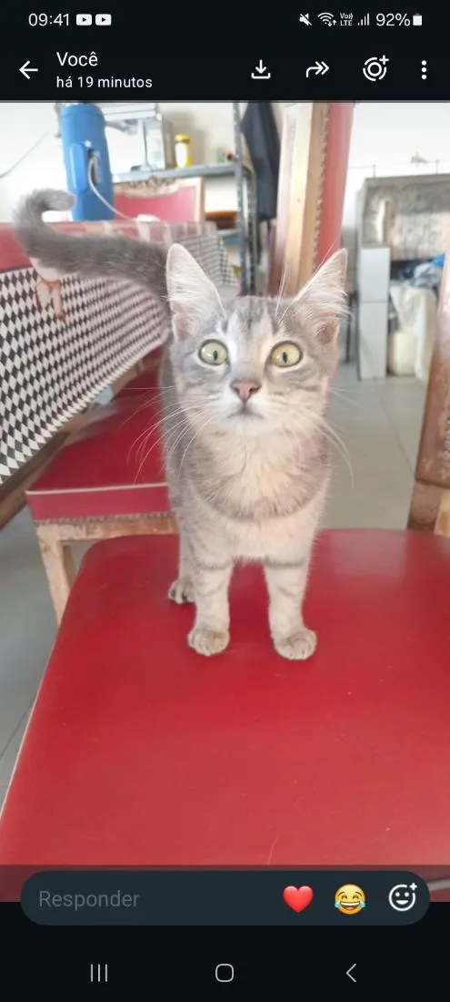 Gato raça SRD-ViraLata idade 2 a 6 meses nome deconhecido