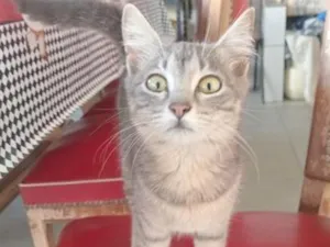 Gato raça SRD-ViraLata idade 2 a 6 meses nome deconhecido