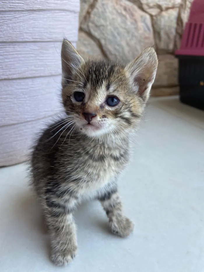 Gato raça SRD-ViraLata idade Abaixo de 2 meses nome Zé Patinha