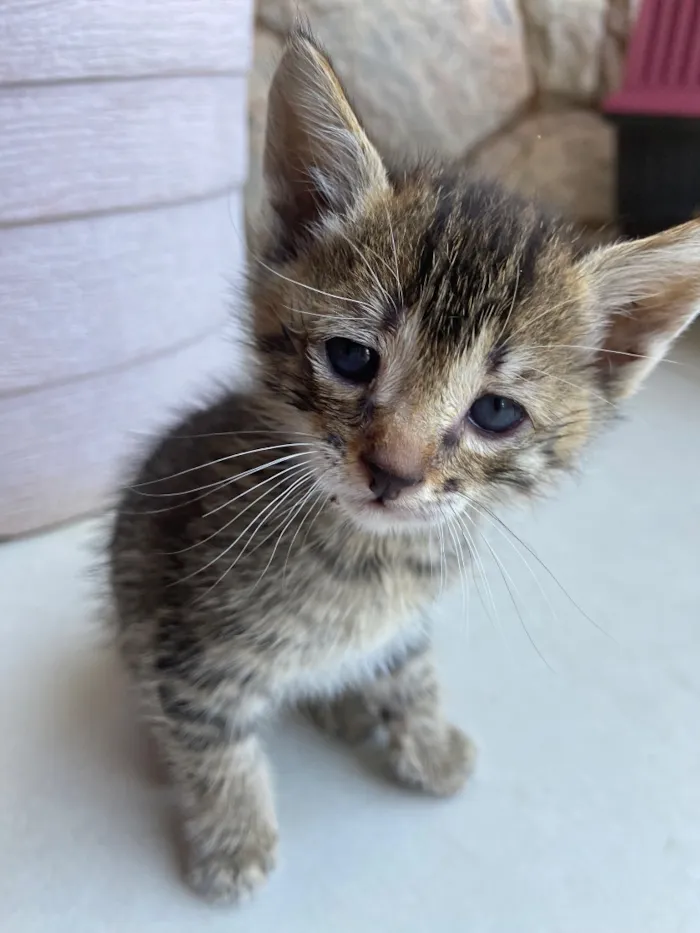 Gato raça SRD-ViraLata idade Abaixo de 2 meses nome Zé Patinha