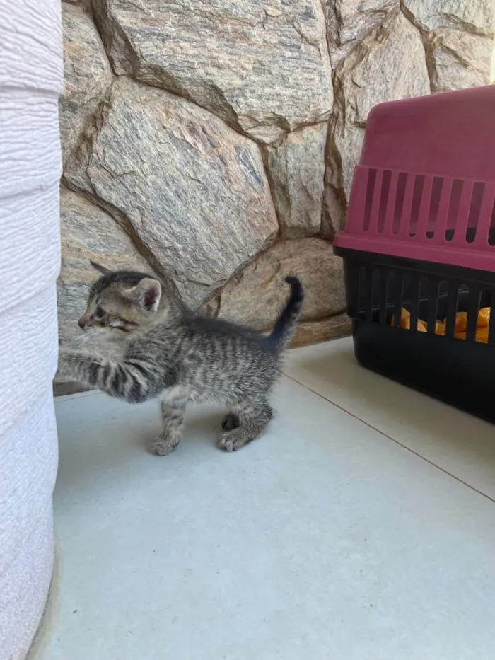 Gato raça SRD-ViraLata idade Abaixo de 2 meses nome Zé Patinha