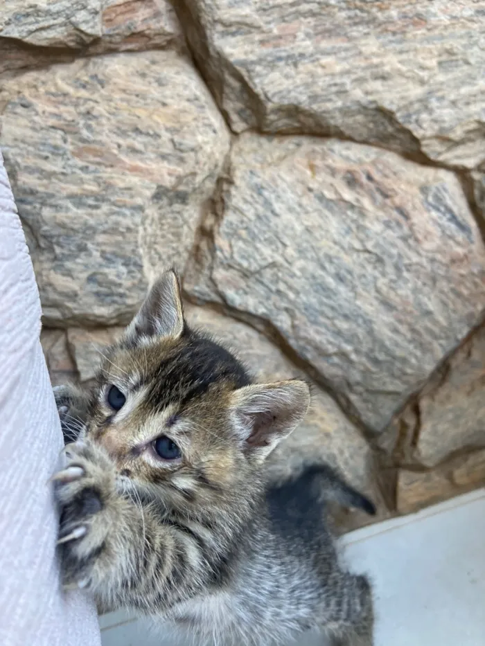 Gato raça SRD-ViraLata idade Abaixo de 2 meses nome Zé Patinha