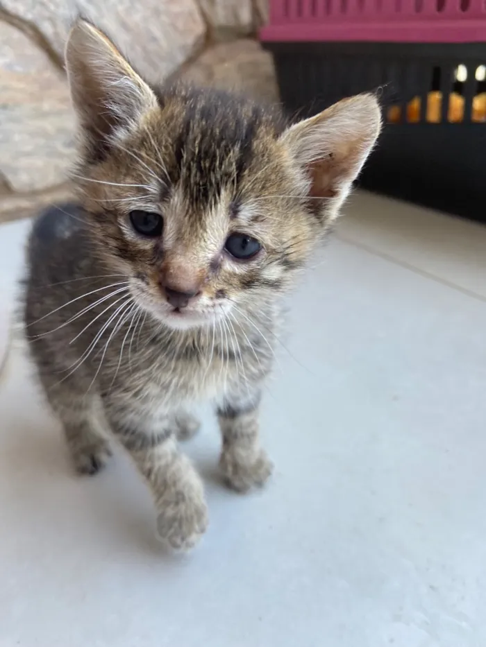 Gato raça SRD-ViraLata idade Abaixo de 2 meses nome Zé Patinha