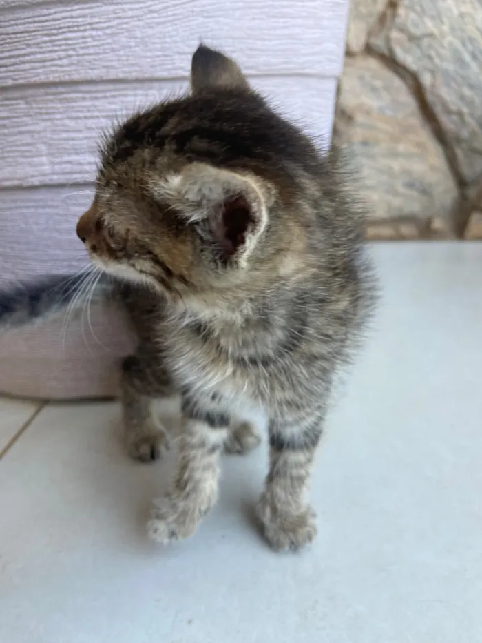 Gato raça SRD-ViraLata idade Abaixo de 2 meses nome Zé Patinha