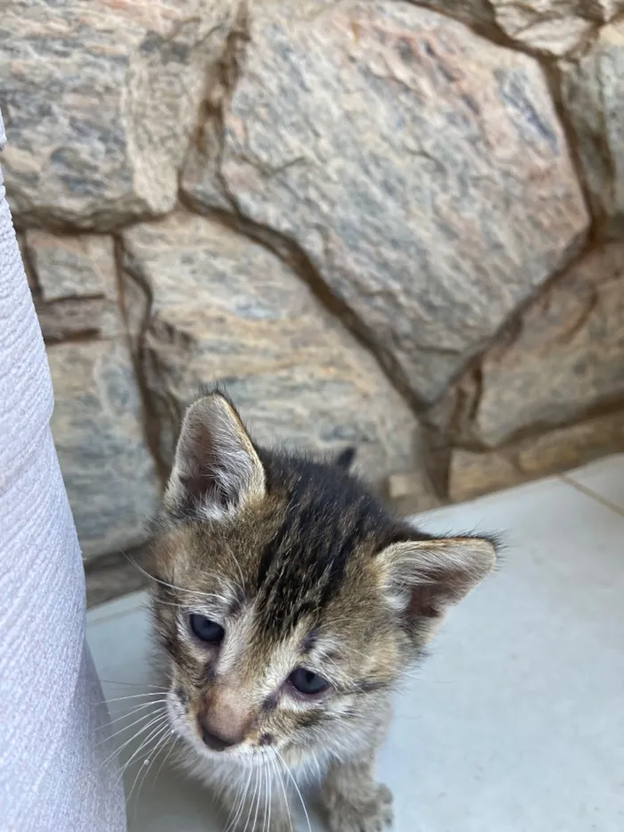 Gato raça SRD-ViraLata idade Abaixo de 2 meses nome Zé Patinha