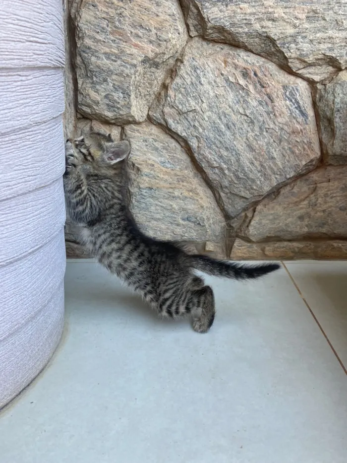 Gato raça SRD-ViraLata idade Abaixo de 2 meses nome Zé Patinha