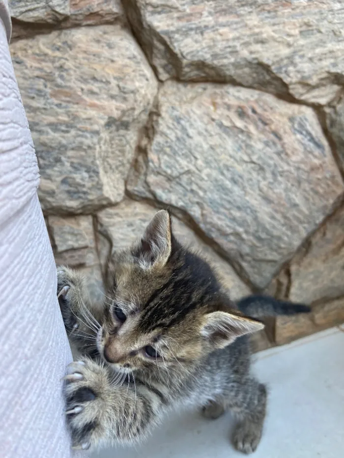 Gato raça SRD-ViraLata idade Abaixo de 2 meses nome Zé Patinha