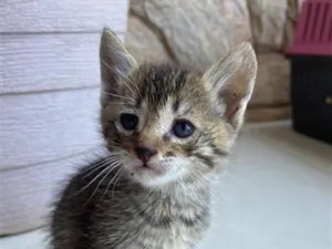 Gato raça SRD-ViraLata idade Abaixo de 2 meses nome Zé Patinha