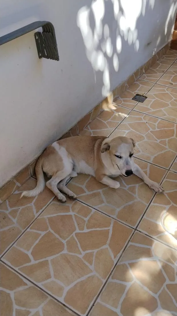 Cachorro raça SRD-ViraLata idade 1 ano nome Ozy
