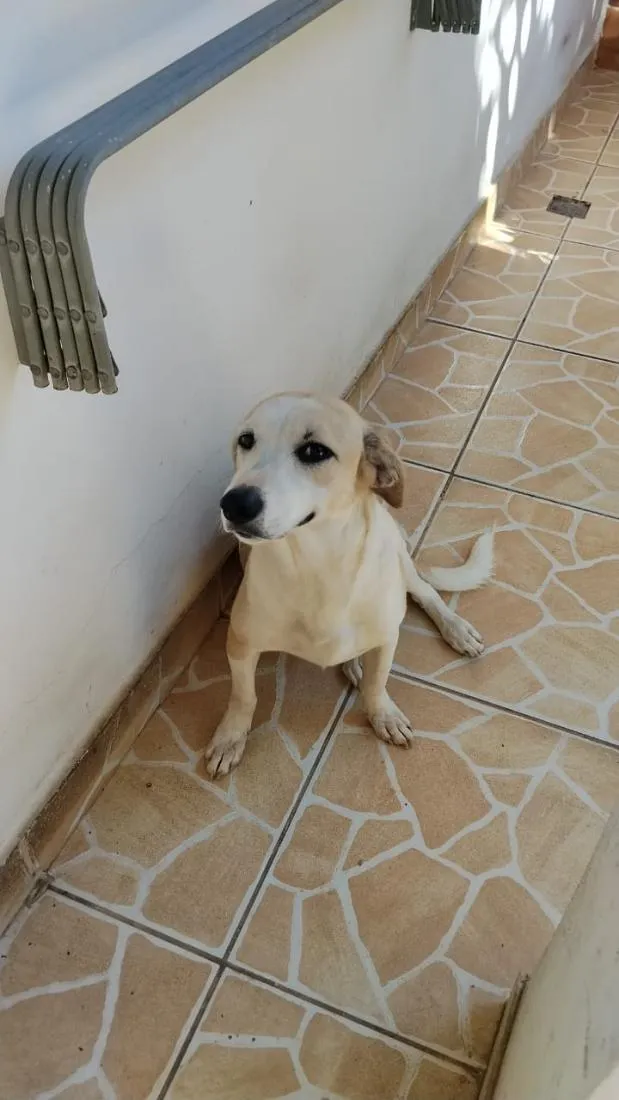 Cachorro raça SRD-ViraLata idade 1 ano nome Ozy