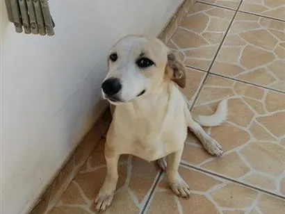 Cachorro raça SRD-ViraLata idade 1 ano nome Ozy