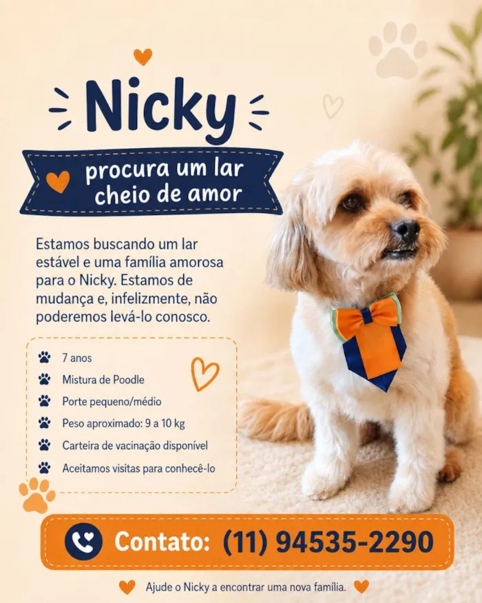 Cachorro raça Poodle idade 6 ou mais anos nome Nicky