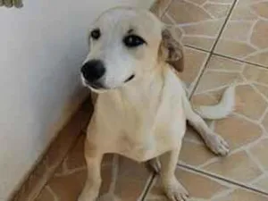 Cachorro raça SRD-ViraLata idade 1 ano nome Ozy