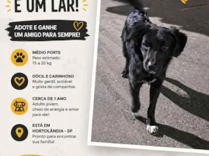 Cachorro raça SRD-ViraLata idade 1 ano nome Preto